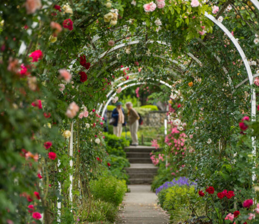 Móstoles tendrá una nueva rosaleda: comienza la renovación del parque Cuartel Huerta