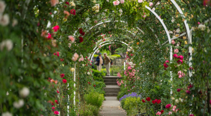 Móstoles tendrá una nueva rosaleda: comienza la renovación del parque Cuartel Huerta