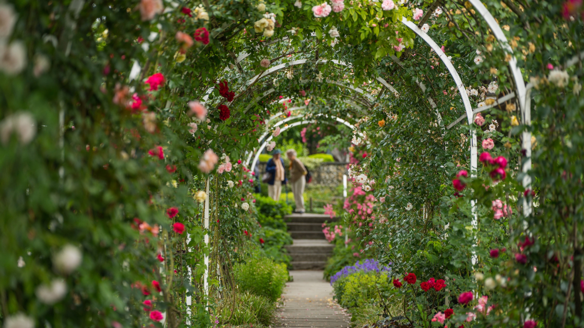 Móstoles tendrá una nueva rosaleda: comienza la renovación del parque Cuartel Huerta
