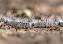 La oruga procesionaria llega a Móstoles: vecinos del municipio alertan de su presencia