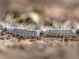 La oruga procesionaria llega a Móstoles: vecinos del municipio alertan de su presencia