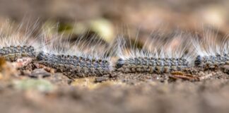 La oruga procesionaria llega a Móstoles: vecinos del municipio alertan de su presencia