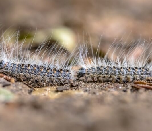 La oruga procesionaria llega a Móstoles: vecinos del municipio alertan de su presencia