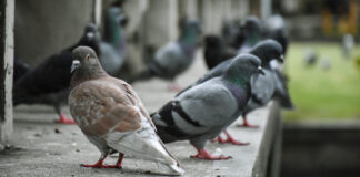 VOX denuncia riesgo de insalubridad: exigen un plan urgente contra la 'plaga' de palomas y cotorras en Móstoles