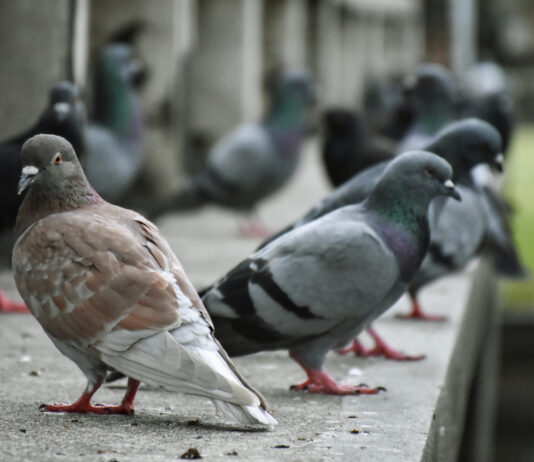 VOX denuncia riesgo de insalubridad: exigen un plan urgente contra la 'plaga' de palomas y cotorras en Móstoles