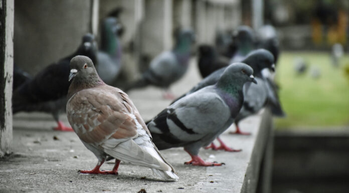 VOX denuncia riesgo de insalubridad: exigen un plan urgente contra la 'plaga' de palomas y cotorras en Móstoles