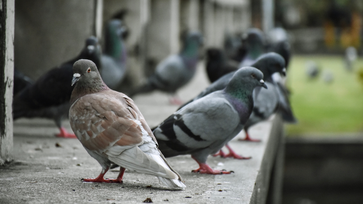 VOX denuncia riesgo de insalubridad: exigen un plan urgente contra la 'plaga' de palomas y cotorras en Móstoles