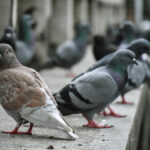Vecinos de Móstoles denuncian una invasión de palomas: «No se pueden ni tener abiertas las ventanas»