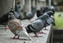 Vecinos de Móstoles denuncian una invasión de palomas: «No se pueden ni tener abiertas las ventanas»