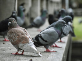 Vecinos de Móstoles denuncian una invasión de palomas: «No se pueden ni tener abiertas las ventanas»