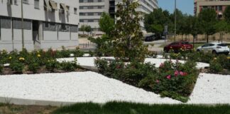 Obras de mejora en el PAU-4: Móstoles tiene un nuevo espacio verde tras la reforma integral de una rotonda Obras de mejora en el PAU-4: Móstoles tiene un nuevo espacio verde tras la reforma integral de una rotonda