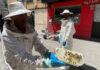Detectan un enjambre de abejas en plena vía pública de Móstoles: ya ha sido retirado Detectan un enjambre de abejas en plena vía pública de Móstoles: ya ha sido retirado