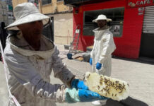 Detectan un enjambre de abejas en plena vía pública de Móstoles: ya ha sido retirado