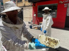 Detectan un enjambre de abejas en plena vía pública de Móstoles: ya ha sido retirado