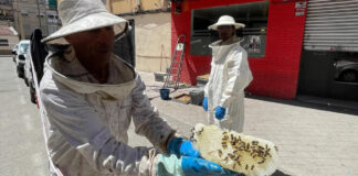 Detectan un enjambre de abejas en plena vía pública de Móstoles: ya ha sido retirado