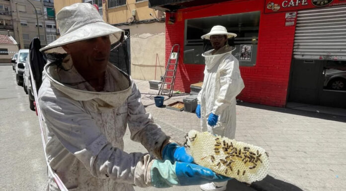 Detectan un enjambre de abejas en plena vía pública de Móstoles: ya ha sido retirado