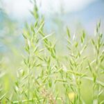 Alerta en Móstoles y en la región: niveles altos de polen de olivo y gramíneas y concentración de aire africano