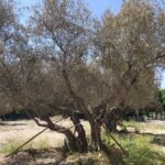Más Madrid Móstoles exige actuar para salvar los olivos