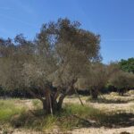 Más Madrid Móstoles exige actuar para salvar los olivos