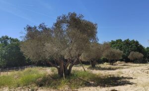 Más Madrid Móstoles exige actuar para salvar los olivos