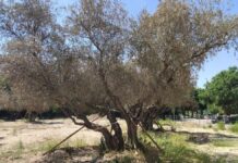 Más Madrid Móstoles exige actuar para salvar los olivos Más Madrid Móstoles exige actuar para salvar los olivos