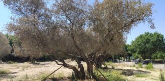 Más Madrid Móstoles exige actuar para salvar los olivos Más Madrid Móstoles exige actuar para salvar los olivos