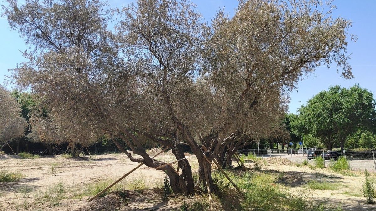 Más Madrid Móstoles exige actuar para salvar los olivos Más Madrid Móstoles exige actuar para salvar los olivos