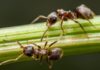 Móstoles reúne a los mayores expertos en hormigas de la Península 