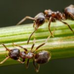Móstoles reúne a los mayores expertos en hormigas de la Península 