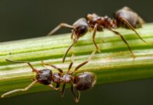 Móstoles reúne a los mayores expertos en hormigas de la Península 