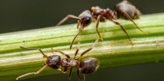 Móstoles reúne a los mayores expertos en hormigas de la Península Móstoles reúne a los mayores expertos en hormigas de la Península