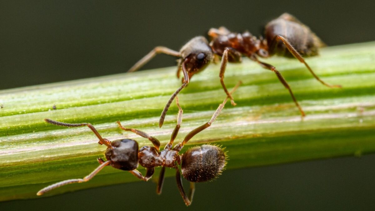 Móstoles reúne a los mayores expertos en hormigas de la Península Móstoles reúne a los mayores expertos en hormigas de la Península