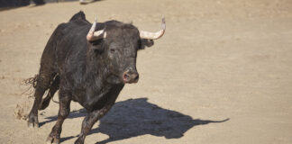 Un vecino de Móstoles, hospitalizado al resultar herido en el último encierro en los San Fermines