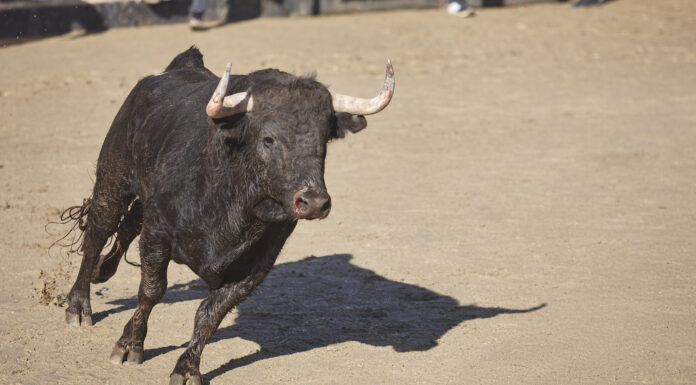 Un vecino de Móstoles, hospitalizado al resultar herido en el último encierro en los San Fermines Un vecino de Móstoles, hospitalizado al resultar herido en el último encierro en los San Fermines