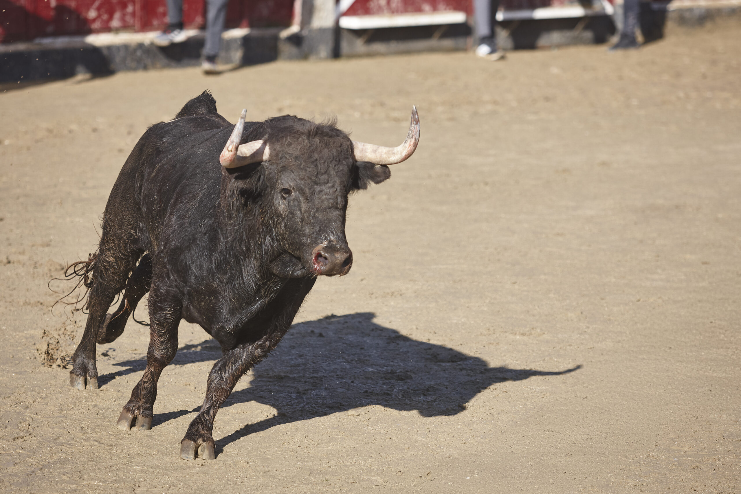Un vecino de Móstoles, hospitalizado al resultar herido en el último encierro en los San Fermines