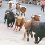 Así serán las Fiestas Patronales de Móstoles 2026: la programación completa