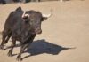 Ya disponibles las entradas para las corridas de toros en las Fiestas de Móstoles: dónde y cómo comprarlas Ya disponibles las entradas para las corridas de toros en las Fiestas de Móstoles: dónde y cómo comprarlas