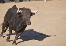Ya disponibles las entradas para las corridas de toros en las Fiestas de Móstoles: dónde y cómo comprarlas