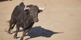 Ya disponibles las entradas para las corridas de toros en las Fiestas de Móstoles: dónde y cómo comprarlas Ya disponibles las entradas para las corridas de toros en las Fiestas de Móstoles: dónde y cómo comprarlas