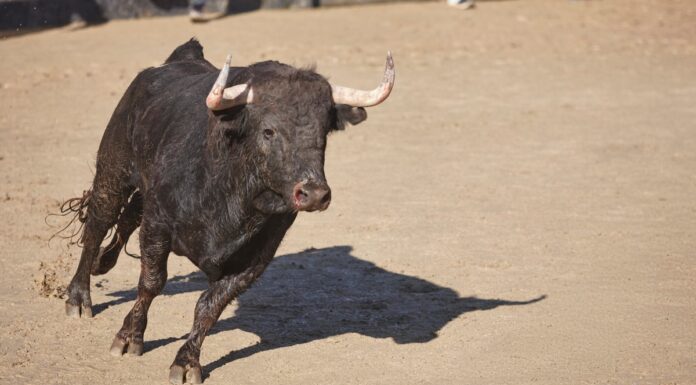 Ya disponibles las entradas para las corridas de toros en las Fiestas de Móstoles: dónde y cómo comprarlas Ya disponibles las entradas para las corridas de toros en las Fiestas de Móstoles: dónde y cómo comprarlas