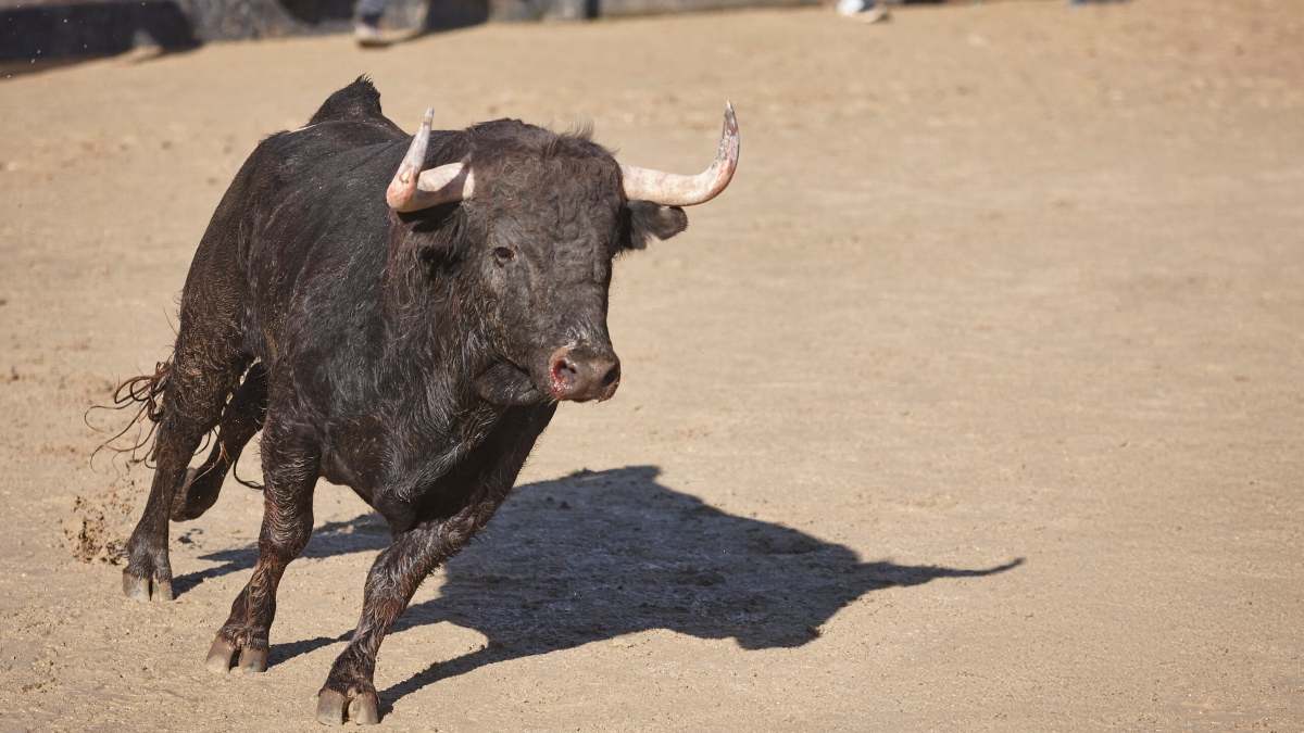 Ya disponibles las entradas para las corridas de toros en las Fiestas de Móstoles: dónde y cómo comprarlas