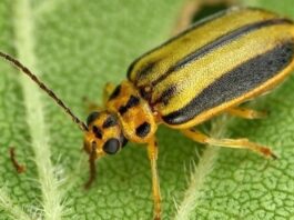 Alerta por la galeruca del olmo en Móstoles: cómo evitar que este escarabajo se cuele en las viviendas Alerta por la galeruca del olmo en Móstoles: cómo evitar que este escarabajo se cuele en las viviendas