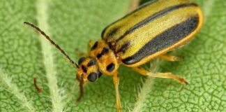 Alerta por la galeruca del olmo en Móstoles: cómo evitar que este escarabajo se cuele en las viviendas Alerta por la galeruca del olmo en Móstoles: cómo evitar que este escarabajo se cuele en las viviendas